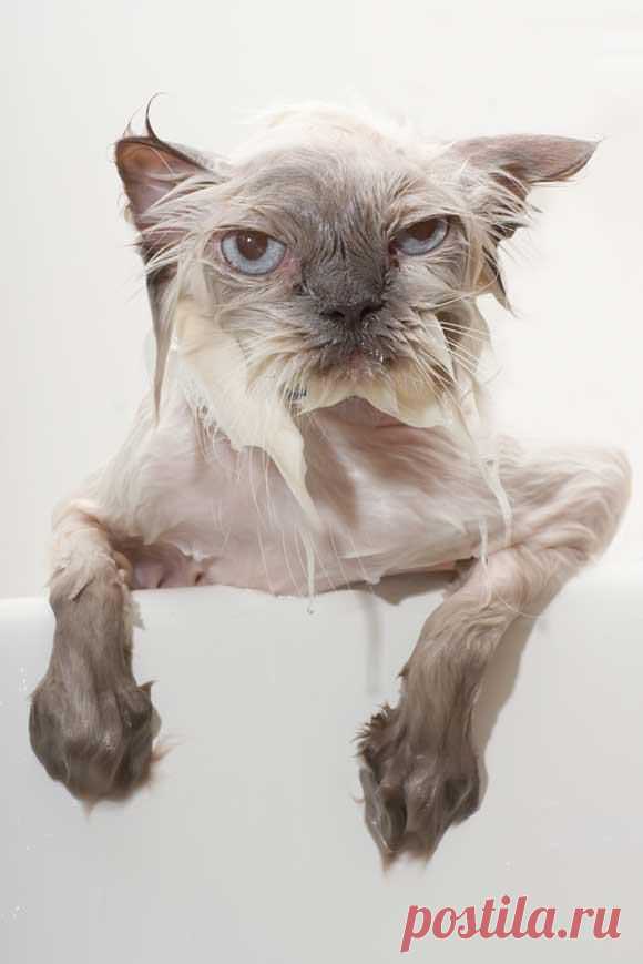 displeased cat