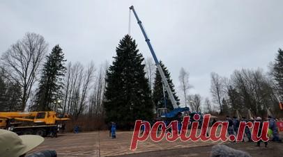 В Подмосковье спилили главную новогоднюю ель России. В Московской области спилили главную новогоднюю ель России. Из десятков претендентов выбрали дерево высотой 26 м и возрастом около 100 лет. Зелёная красавица прошла строгий отбор по форме кроны, густоте и объёму хвои и состоянию ветвей. Ель отвезут на Соборную площадь на специальном автопоезде. Читать далее