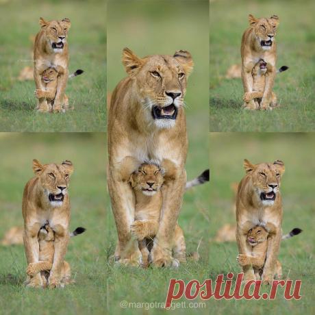 Смешная дикая природа