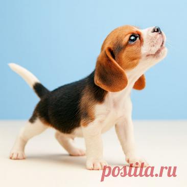 Бублик – хороший попугай - OGADANIE.RU