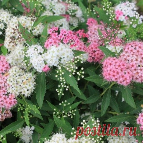 Кустарник спирея – уход и выращивание