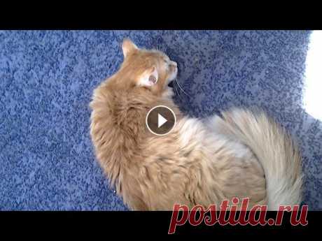 Коты рулетки и подушка против подушки:)

жаккардовая кокетка спицами сверху
