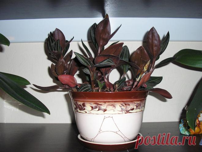 Моя драгоценочка (лудизия)