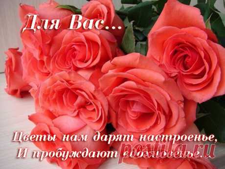 КРАСИВЫЕ РОЗЫ ТОЛЬКО ТЕБЕ!