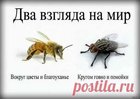 мозги не видно но их отсутствие заметно чья фраза: 857 изображений найдено в Яндекс Картинках