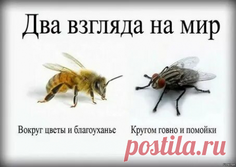 мозги не видно но их отсутствие заметно чья фраза: 857 изображений найдено в Яндекс Картинках