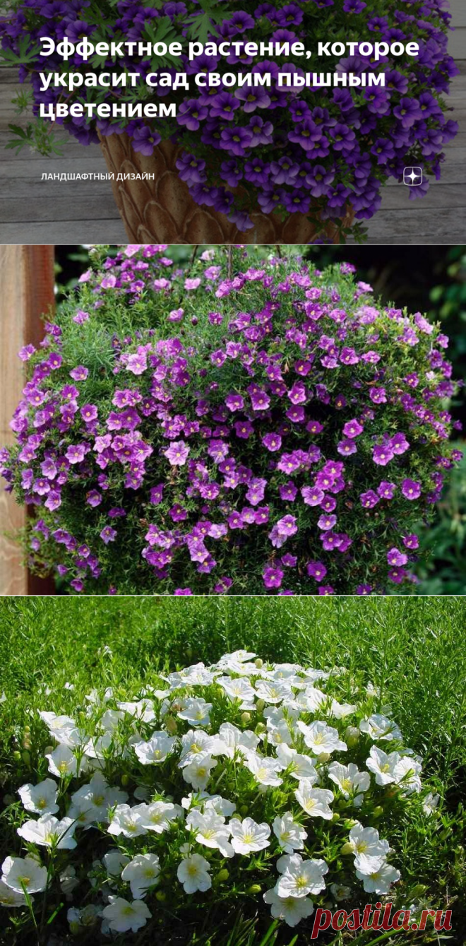 Эффектное растение, которое украсит сад своим пышным цветением | Ландшафтный дизайн | Яндекс Дзен
