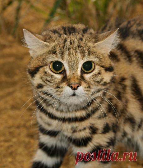 Черноногая кошка (Felis nigripes) | Терри Уиттакер Фотография