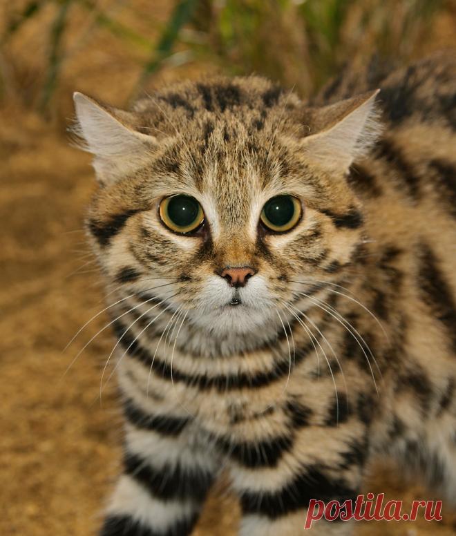 Черноногая кошка (Felis nigripes) | Терри Уиттакер Фотография