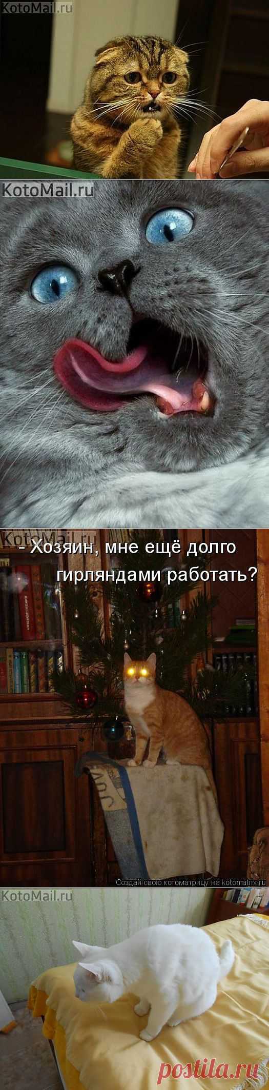Как вы думаете, что увидел котик? | KotoMail.ru