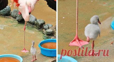 Милые фото из жизни домашних животных