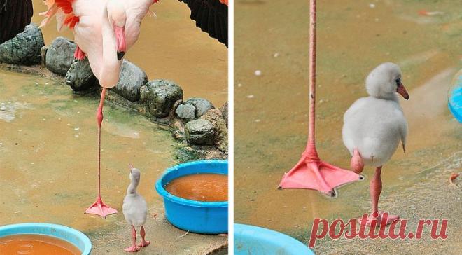 Милые фото из жизни домашних животных