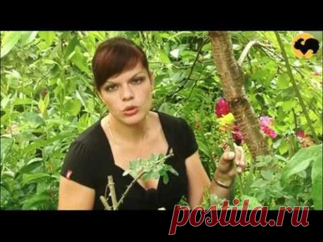 ▶ Прививка роз Серия 22 \ Vaccination of roses - YouTube