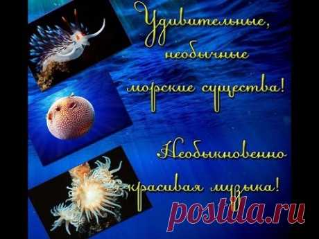 Удивительные, необычные морские существа! Необыкновенно красивая музыка! | УДИВИТЕЛЬНОЕ