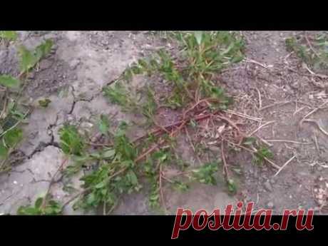 Сорняк, который подымает иммунитет   портулак