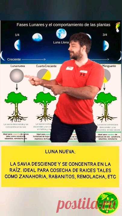 FASES LUNARES Y EL COMPORTAMIENTO DE LAS PLANTAS