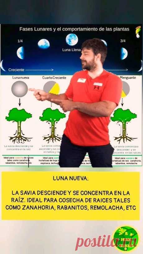 FASES LUNARES Y EL COMPORTAMIENTO DE LAS PLANTAS