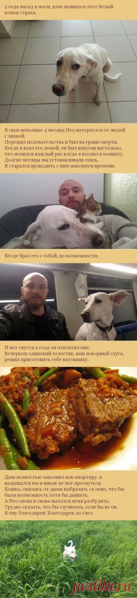 Как пес отплатил своему хозяину за спасение