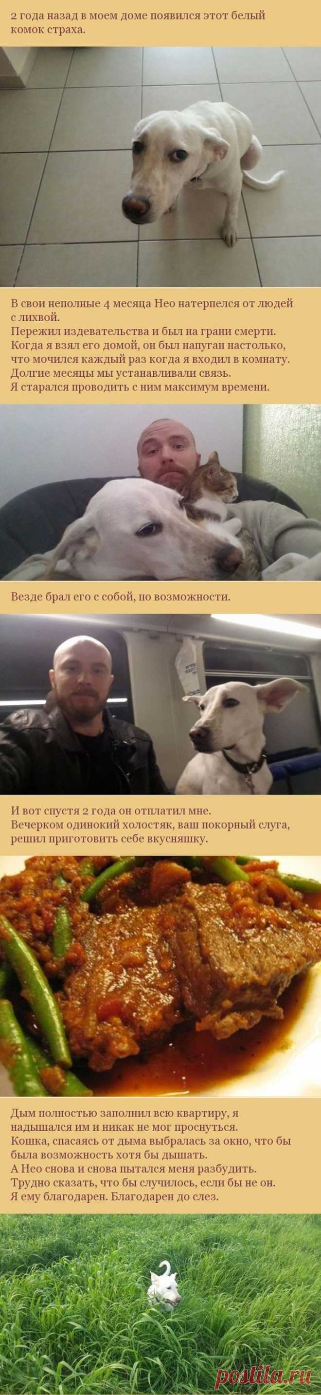 Как пес отплатил своему хозяину за спасение