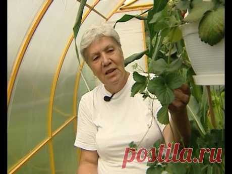 Советы тети Тани. Экспериментальная теплица