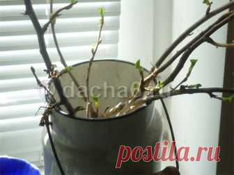Вегетативное размножение плодово-ягодных культур черенками