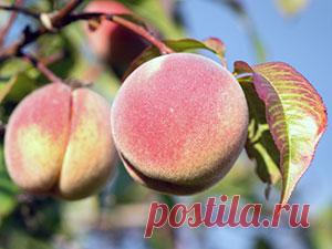 Дерево персик – посадка и уход, фото персика, обрезка персика и прививка, описание сортов персика, болезни и вредители