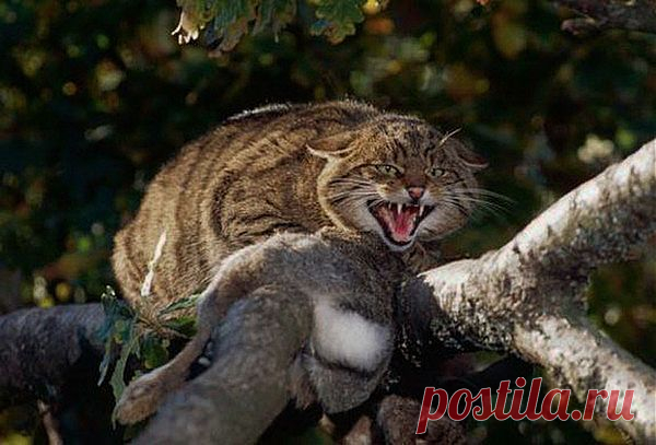 Дикие коты Шотландии (Felis silvestris grampia) отличаются от обычных домашних или одичавших более крупным телосложением (самцы весят как правило 6-9 кг, самки 5-7 кг), густым мехом, широкой мордой, мощной челюстью и абсолютной неприручаемостью. Ещё у них имеется сногсшибательный толстый полосатый хвост с чёрным кончиком и очень характерное недружелюбное выражение морды. Излюбленная добыча шотландских котов - кролики, далее идут мелкие грызуны, иногда они даже ловят рыбу и лягушек.
