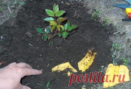 Удобрение из банановой кожуры для комнатных и огородных растений