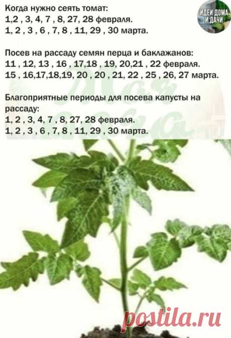 Пoсевы тoмaтoв в 2022 гoду
Лучшие идеи для дома и дачи