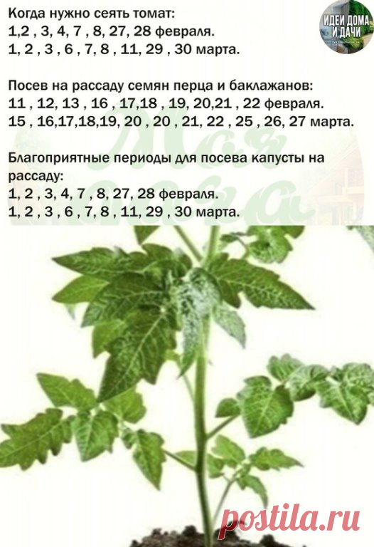 Пoсевы тoмaтoв в 2022 гoду
Лучшие идеи для дома и дачи