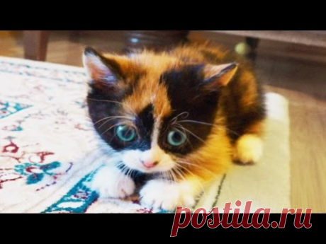 КУКИ В ДЕТСТВЕ! :)