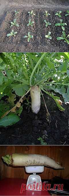 Дайкон, июль - сентябрь, фото

Дайкон – замечательная огородная культура. Я, как правило, высеваю дайкон для зимнего употребления во второй половине лета на грядке, где росла клубника.