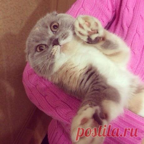 ♥ ЖИВОТНЫЕ ♥ ПРИРОДА ♥