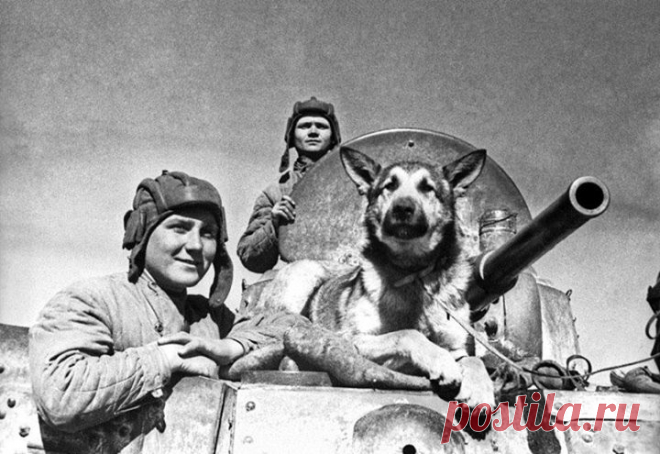 Герой по кличке Джульбарс На историческом параде 1945 года, наряду с остальными родами войск, шли подразделения военных собаководов. Впереди шагал главный кинолог страны – Александр Мазорев. Ему было разрешено не чеканить шаг и не отдавать честь. Он нес на руках другого героя войны – бойца 14-й штурмовой инженерно-саперной бригады, собаку по кличке Джульбарс. Пес был завернут в шинель Сталина. Таково было распоряжение Главнокомандующего. Джульбас был обычной дворнягой, но благодаря своему…