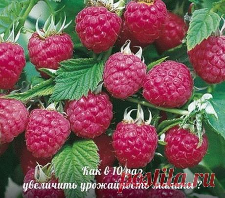 (52) Одноклассники