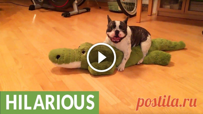 Pixel the French Bulldog Wrestles an Alligator