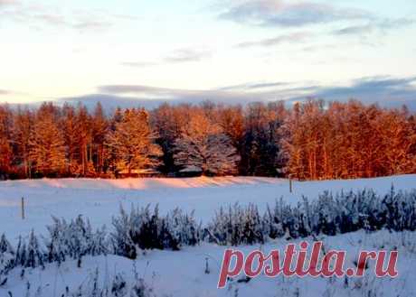 ЗИМНЯЯ СКАЗКА В ЛЕСУ - 12 фото. Фотографии Тамара Колинченко.