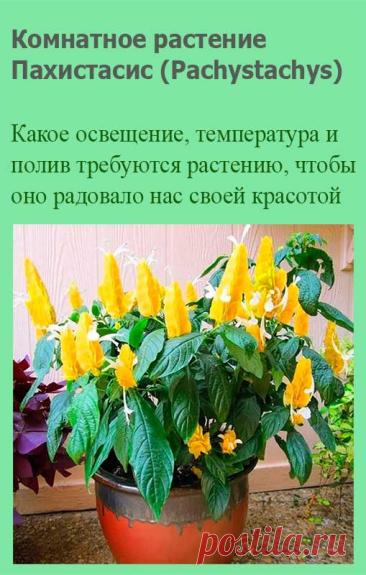 Комнатное растение Пахистасис (Pachystachys). Название рода, включающего 12 видов кустарников и травянистых растений, происходит от греческих слов pachys - "толстый" и stachys - "колос". В природе представители рода встречаются в тропических лесах Америки. Высота растений - до 80 см.