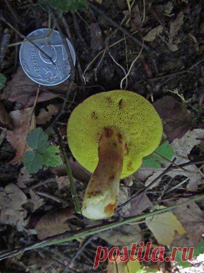 Один день грибника-научного сотрудника: odin_moy_den
Моховик. Съедобный.