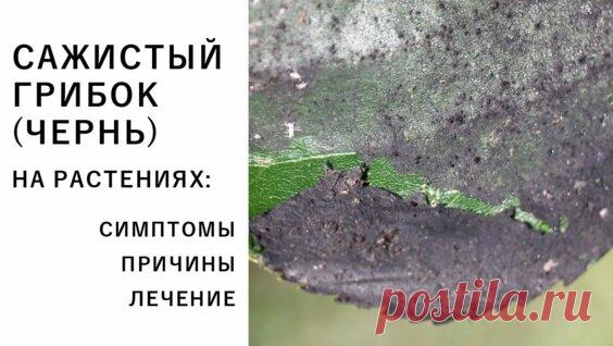 Сажистый грибок (чернь) на растениях: симптомы, причины, лечение - Яндекс.Видео