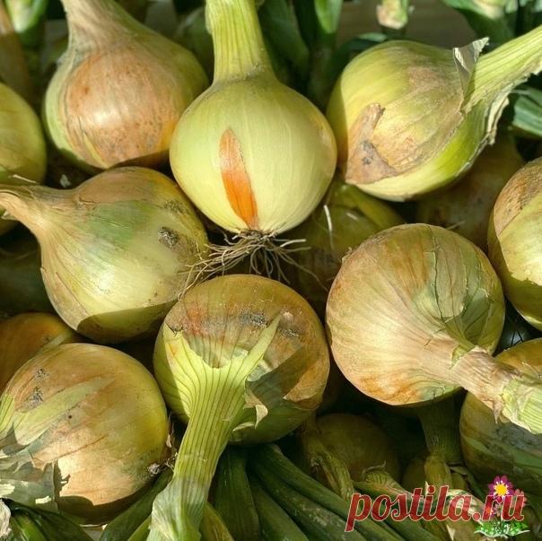 Лук будет огромный, нужно лишь подкормить в июле важной подкормкой. Для меня слово «июль» и слово «лук» уже стали синонимами. Ведь именно в этом месяце зеленая масса уже сформировалась. Начинают расти головки. Я, например, не ленилась – и мои луковицы стали крупными до неприличия! Зато теперь с гордостью их всем показываю!Начнем с удобрений. Никакого...