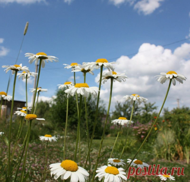 Яндекс.Фотки