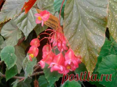 Домашняя бегония: уход в домашних условиях, посадка и размножение, виды и сорта с фото и названиями Бегония коралловая (Begonia corallinа)