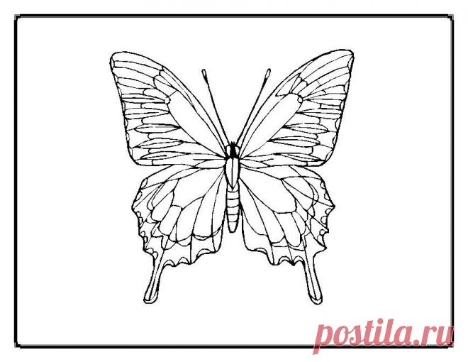 Не СПШки | Butterfly Coloring Page, Coloring Pages