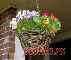 Подвесные корзинки с летниками - Все о комнатных растениях на flowersweb.info