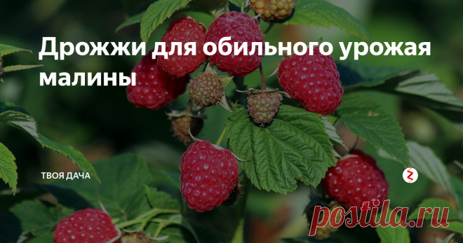Дрожжи для обильного урожая малины Крупная, сочная малина одна из наших самых любимых лакомств летом. Ведерко емкостью 0.75 литра съедается за пару минут, а собирается за пять минут. Это стало возможным благодаря крупноплодным сортам и дрожжевым удобрениям. Если правильно рассчитать все, она помогает лучше наливаться ягоде и становится более ароматной. В этой статье хочу детально рассмотреть все этапы приготовления чудо средства.
С