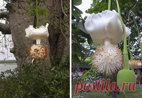 Вот как они растут – Фитнес для мозга
Так цветет баобаб