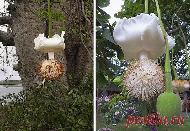 Вот как они растут – Фитнес для мозга
Так цветет баобаб