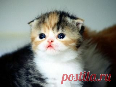 Кот (Котофул комьюнити): Прелесть - nadegdacherepaschuk@gmail.com - Gmail