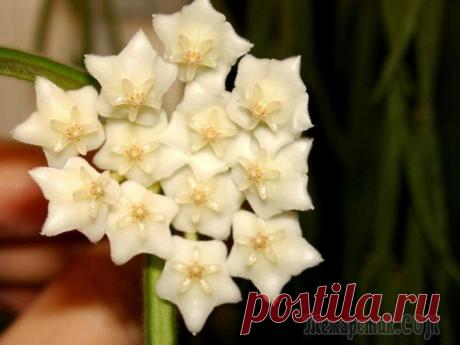 Хойя Линеарис — прекрасное вьющееся растение